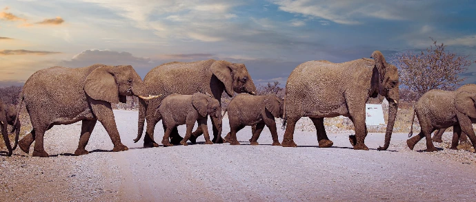 a herd of elephants walking across a dirt road